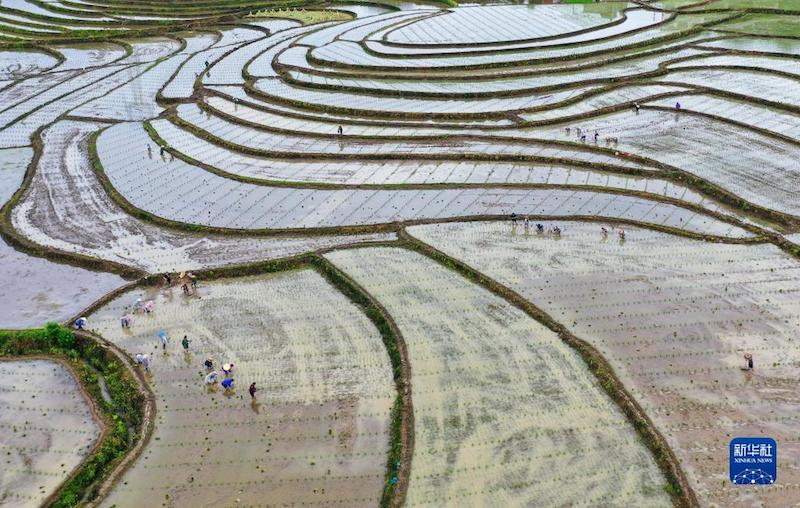 Sichuan : les villageois s'affairent aux activités agricoles