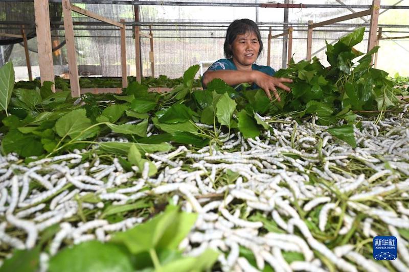 Sichuan : les villageois s'affairent aux activités agricoles