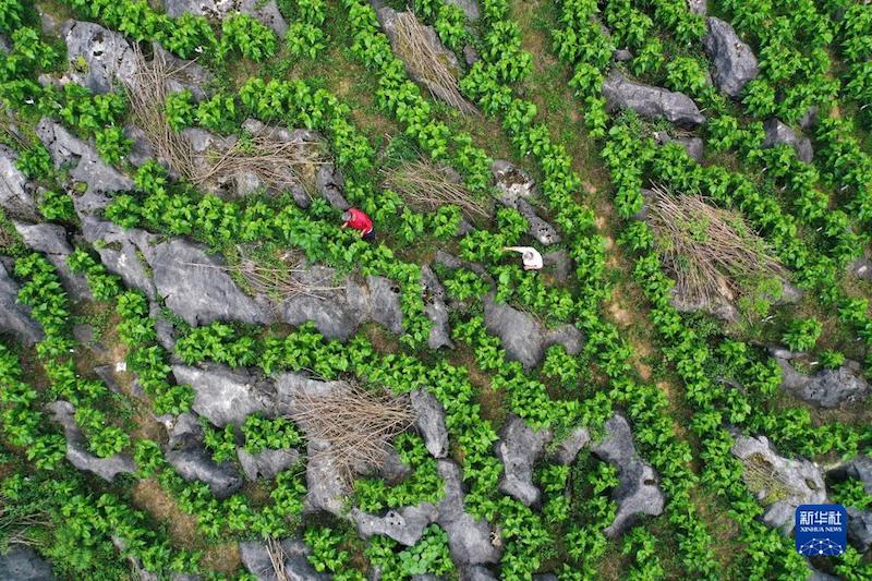 Sichuan : les villageois s'affairent aux activités agricoles