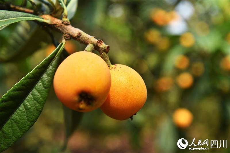 Sichuan : les néfliers sont couverts de fruits à Neijiang