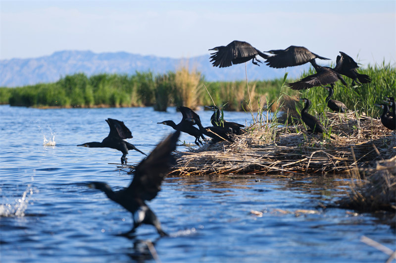 Xinjiang : les oiseaux aquatiques prospèrent dans les zones humides du lac Bosten