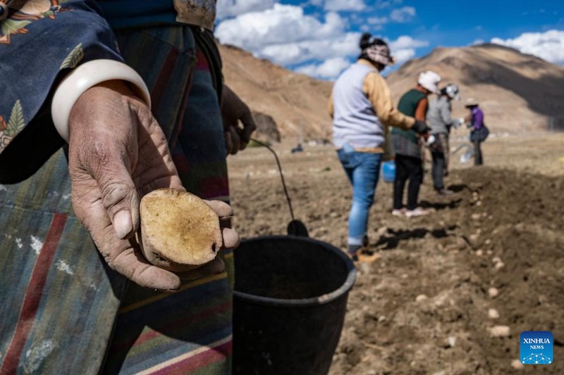 Les travaux agricoles de printemps commencent dans la commune administrative la plus proche du mont Qomolangma