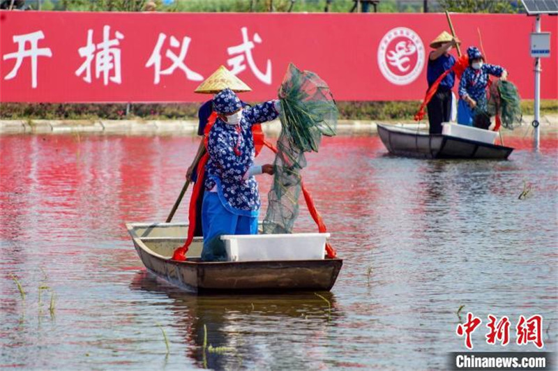 Jiangsu : la récolte intensive des écrevisses a débuté dans le comté de Xuyi, la ? capitale de l'écrevisse ?