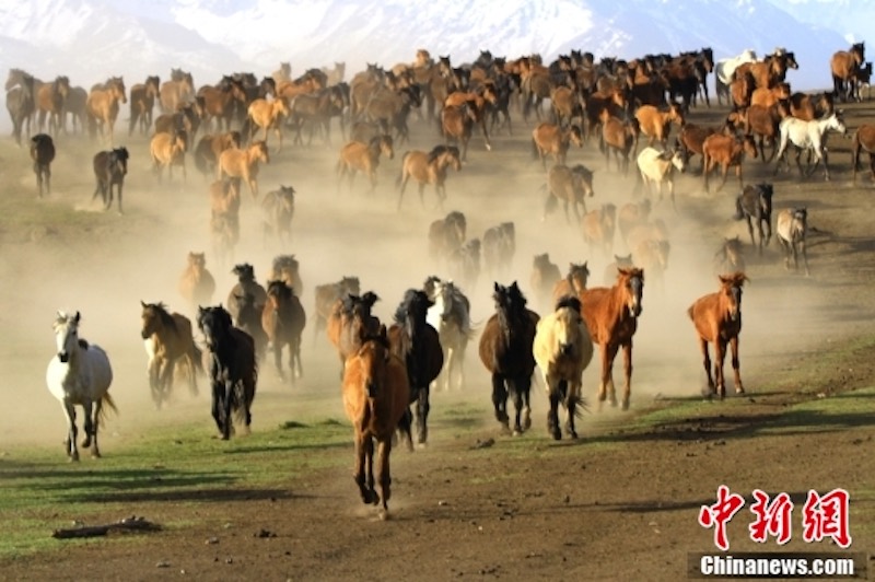 Des milliers de chevaux au galop au pied des monts Qilian à Zhangye, dans le Gansu