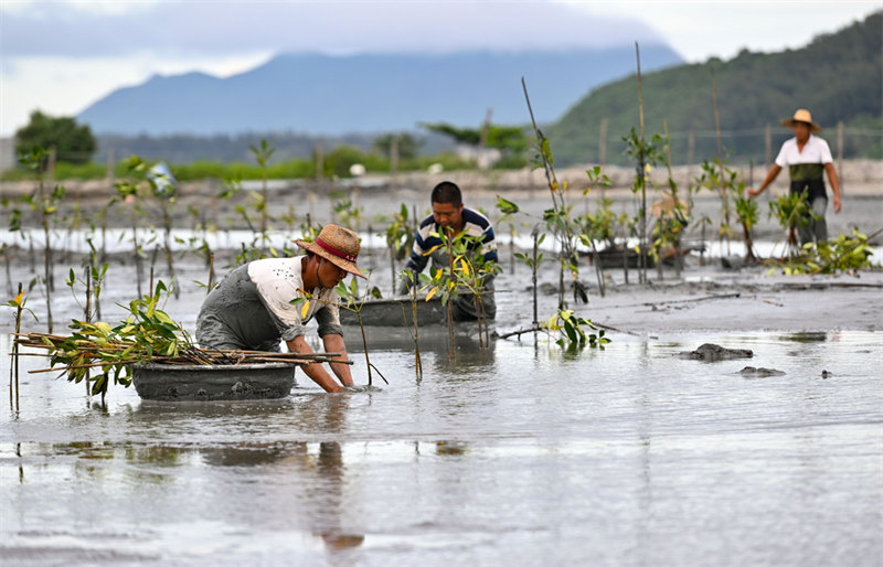 La province de Hainan reboise ses c?tes pour restaurer l'écologie