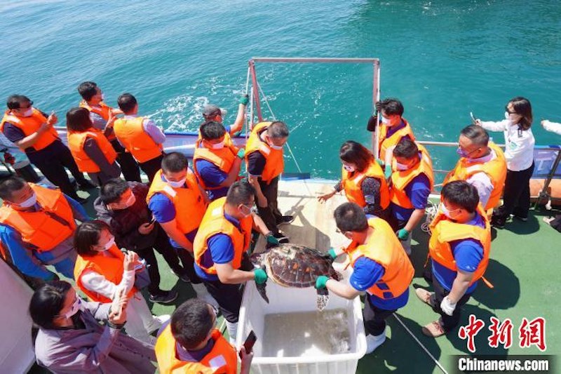 Shandong : des tortues marines relachées lors de l'événement publicitaire national de la Journée mondiale des tortues marines à Qingdao