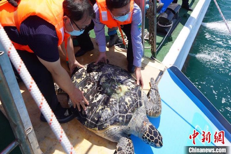 Shandong : des tortues marines relachées lors de l'événement publicitaire national de la Journée mondiale des tortues marines à Qingdao