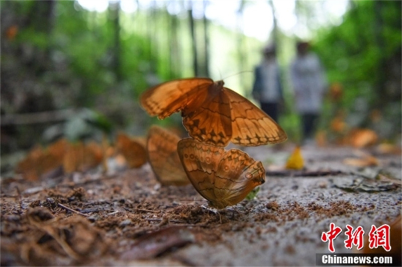 Yunnan : l'apparition de 150 millions de papillons crée une merveille biologique à Jinping