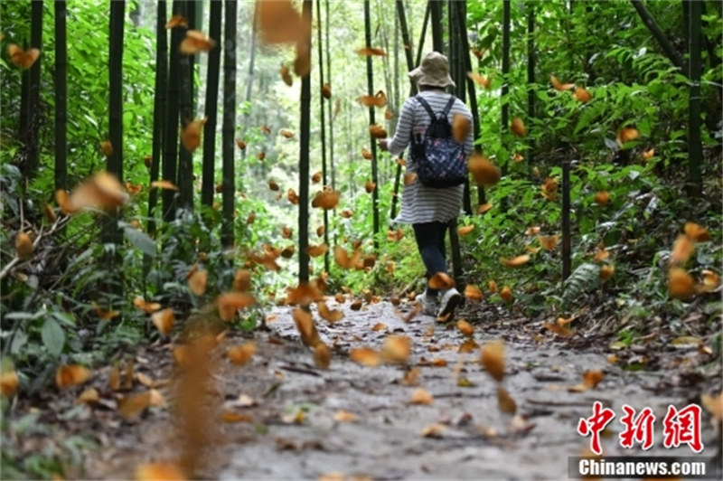 Yunnan : l'apparition de 150 millions de papillons crée une merveille biologique à Jinping