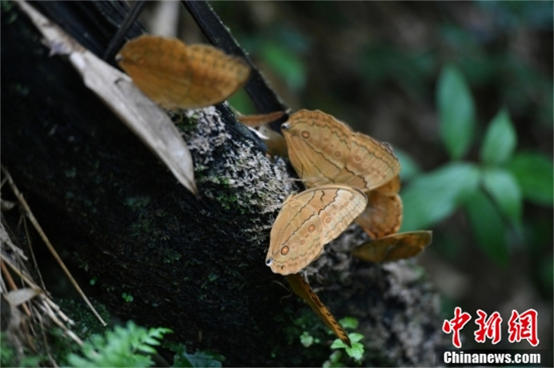 Yunnan : l'apparition de 150 millions de papillons crée une merveille biologique à Jinping