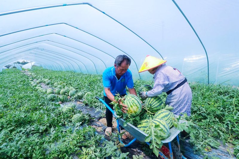 Henan : une récolte exceptionnelle de pastèques à Guangshan