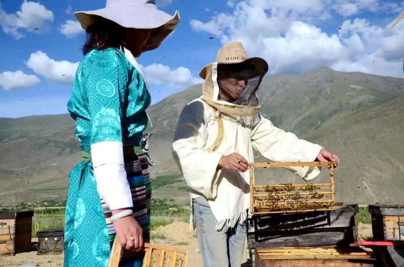 Tibet : un apiculteur aide les habitants à s'enrichir