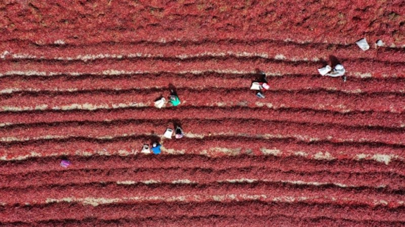 Xinjiang : les piments rouges apportent une vie heureuse à Bohu