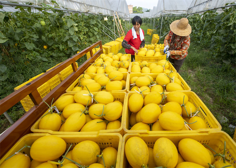 Guangxi : le melon doré améliore les revenus des villageois de Cenxi