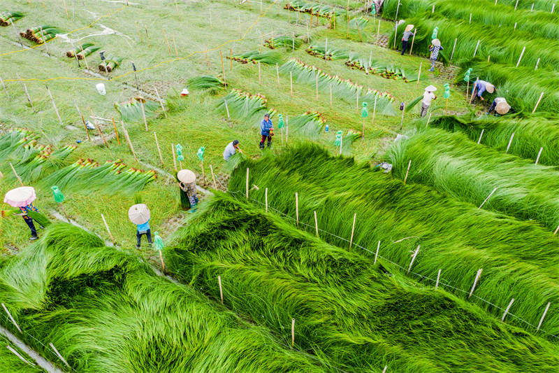 Sichuan : la récolte des joncs à Meishan