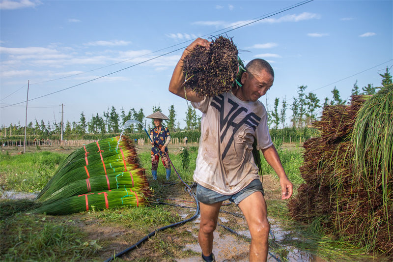 Sichuan : la récolte des joncs à Meishan