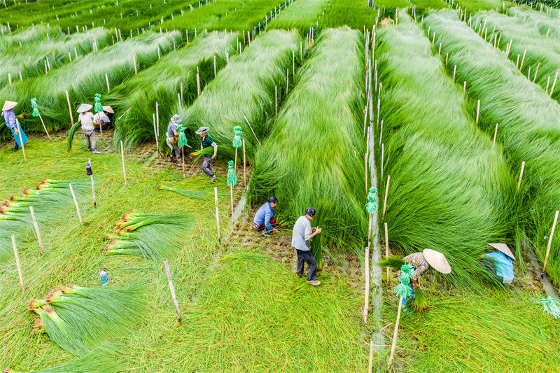 Sichuan : la récolte des joncs à Meishan