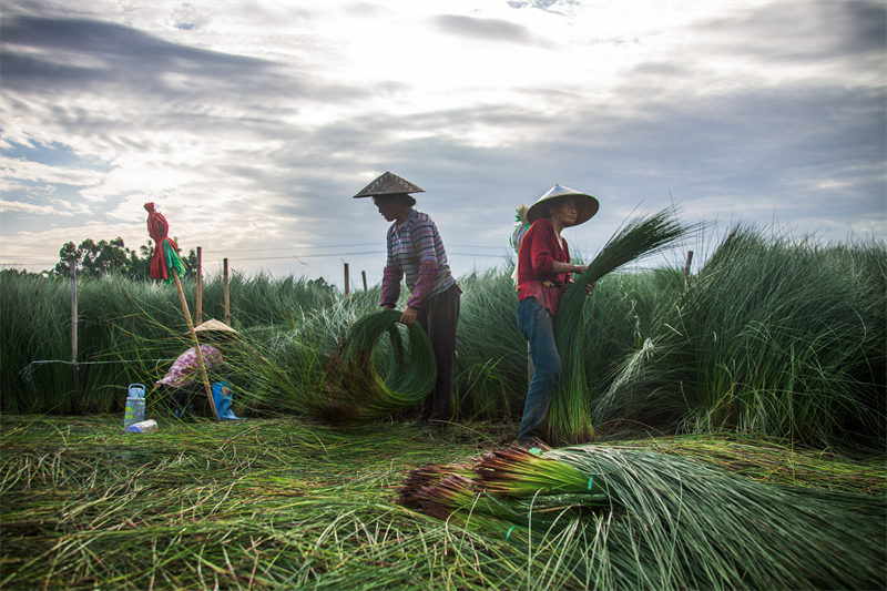 Sichuan : la récolte des joncs à Meishan