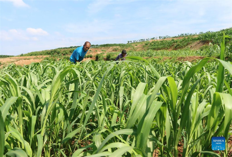 Hebei : la mise en place de l'aménagement des terres à Lulong