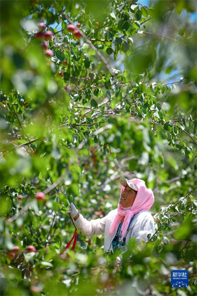 Ningxia : une abondance d'abricots rouges de Pengyang sur le marché