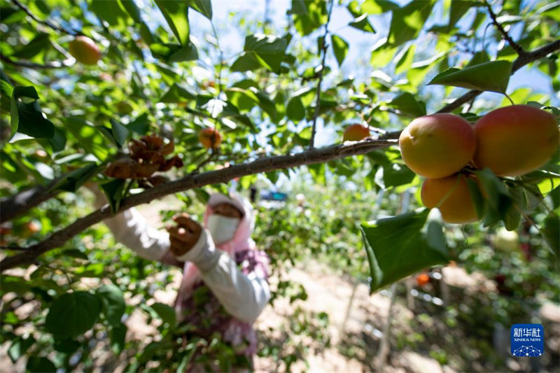 Ningxia : une abondance d'abricots rouges de Pengyang sur le marché