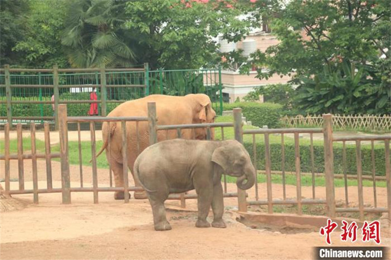 Yunnan : l'éléphant d'Asie femelle ? Moli ? et sa mère ? Mopo ? se sont retrouvées à Kunming