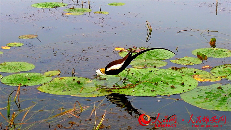 Hebei : des faisans d'eau apparaissent dans le lac Baiyangdian à Xiong'an