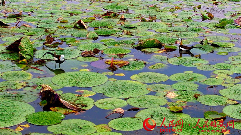 Hebei : des faisans d'eau apparaissent dans le lac Baiyangdian à Xiong'an