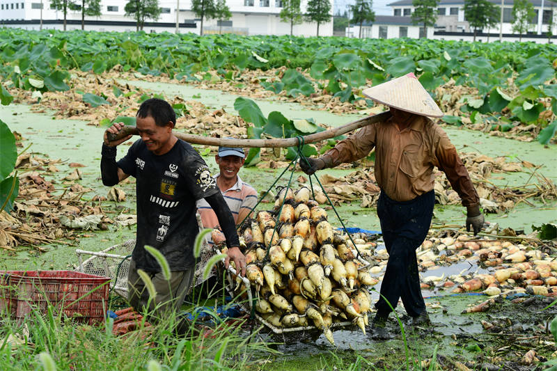 Jiangsu : des racines de lotus transportées vers le marché pendant la saison de récolte à Taicang