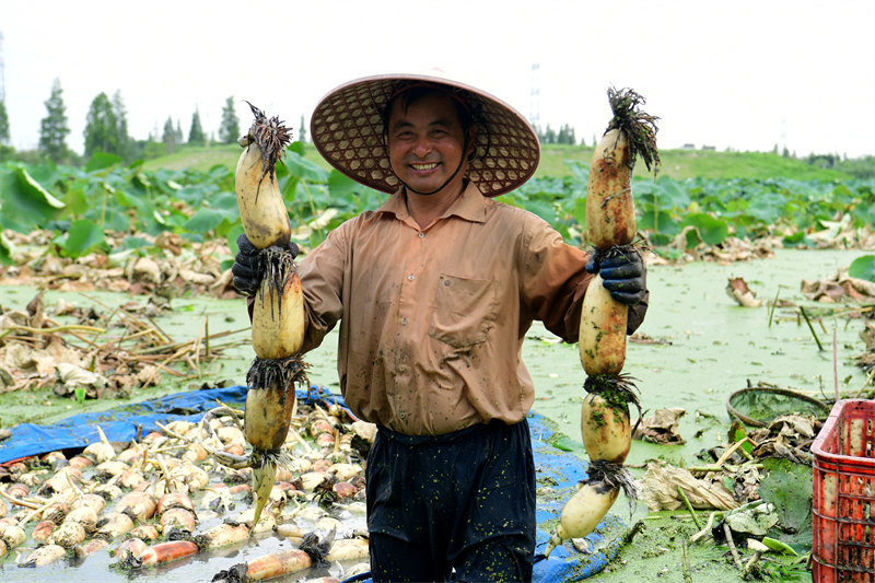 Jiangsu : des racines de lotus transportées vers le marché pendant la saison de récolte à Taicang