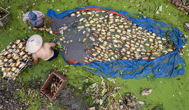 Jiangsu : des racines de lotus transportées vers le marché pendant la saison de récolte à Taicang