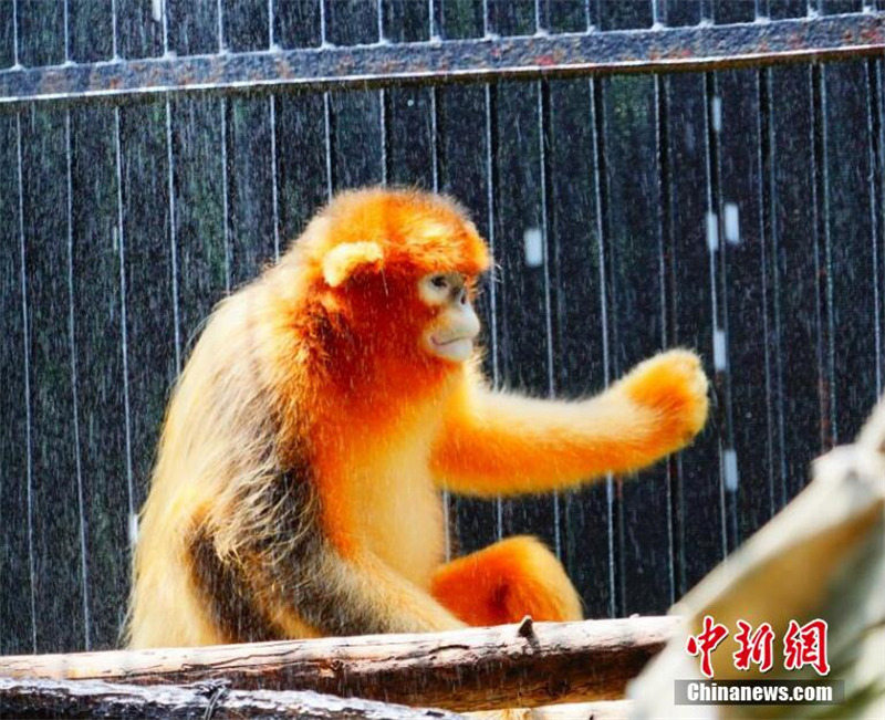 Le zoo de Wuhan aide les animaux à se rafra?chir en été avec des mesures adroites