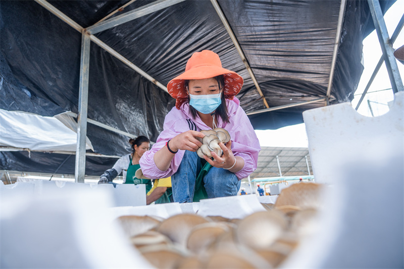 Guizhou : la cueillette des champignons sous des panneaux photovolta?ques à Weining