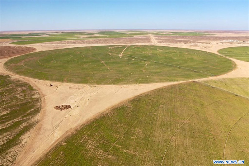 Egypte : des oasis dans le désert de Minya grace aux puits forés par une société chinoise