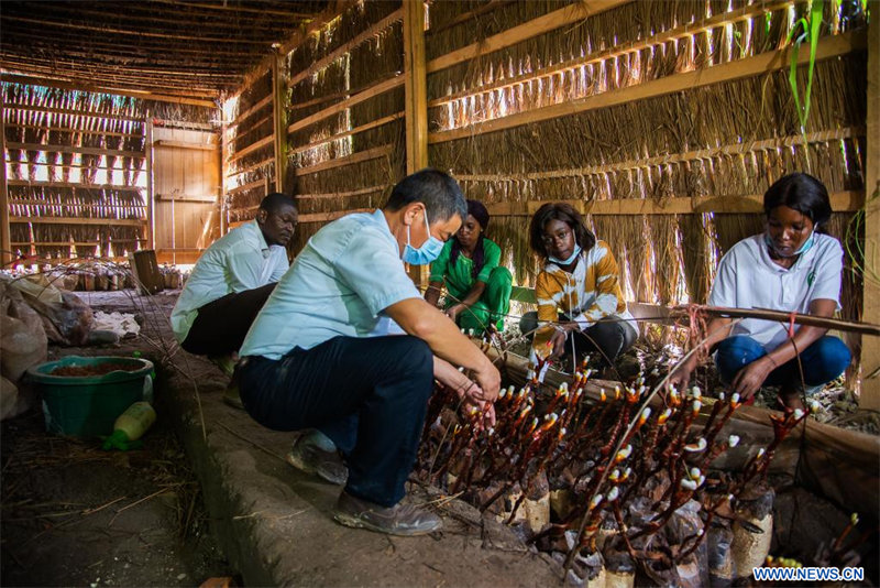 La technologie chinoise Juncao apporte de l'espoir aux producteurs de champignons en RCA