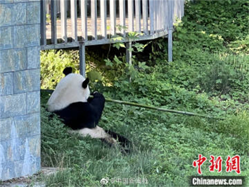 Shaanxi : les ? quatre trésors des monts Qinling ? passent des vacances d'été tranquilles à Hanzhong