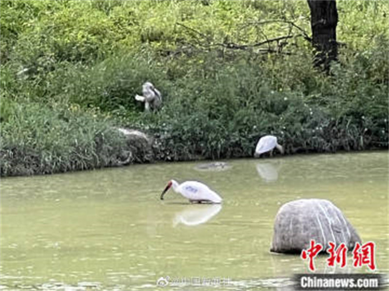 Shaanxi : les ? quatre trésors des monts Qinling ? passent des vacances d'été tranquilles à Hanzhong