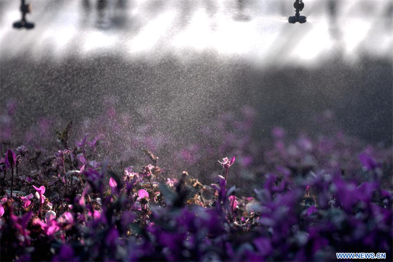 Chine : industrie de l'horticulture à Rizhao au Shandong