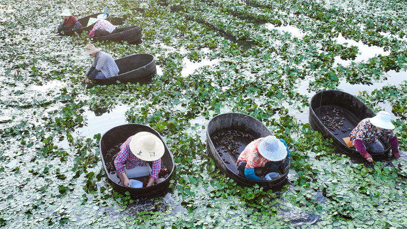 La cueillette des chataignes d'eau bat son plein dans le Zhejiang 