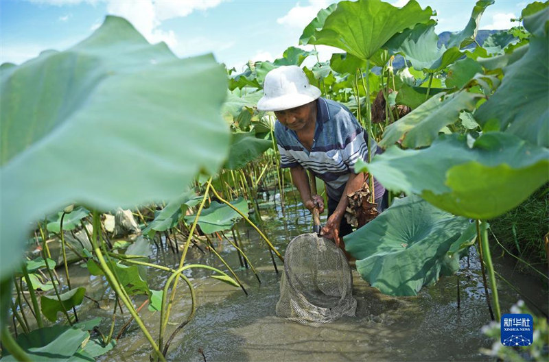 Jiangxi : le modèle ? co-culture du lotus et du poisson ? enrichit les agriculteurs