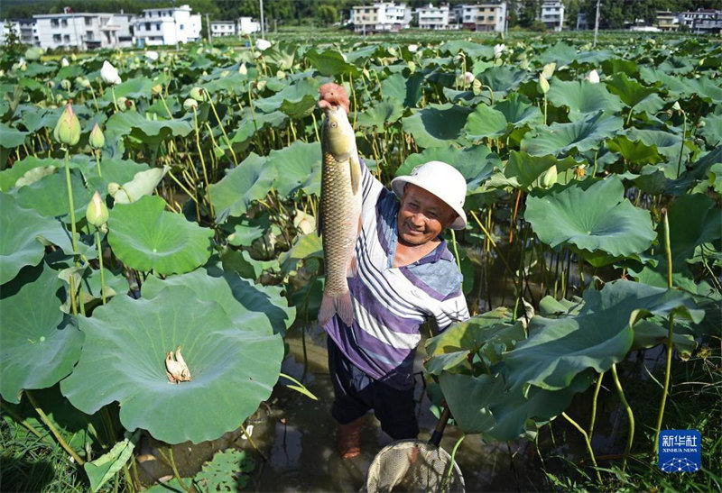 Jiangxi : le modèle ? co-culture du lotus et du poisson ? enrichit les agriculteurs