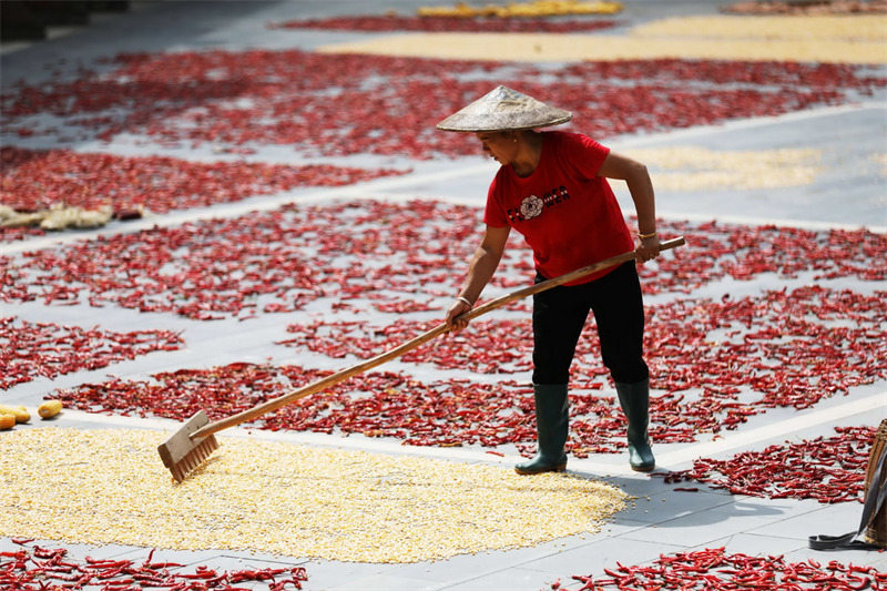 Des images colorées du séchage des cultures en automne sur le plateau du Guizhou