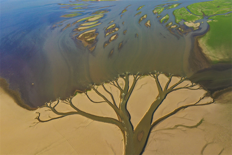 Jiangxi : un paysage naturel d'? arbre de la terre ? appara?t dans le lac Poyang