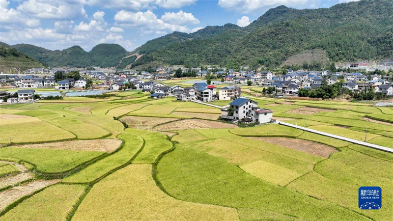 Guizhou: un paysage pittoresque de rizières sur le plateau