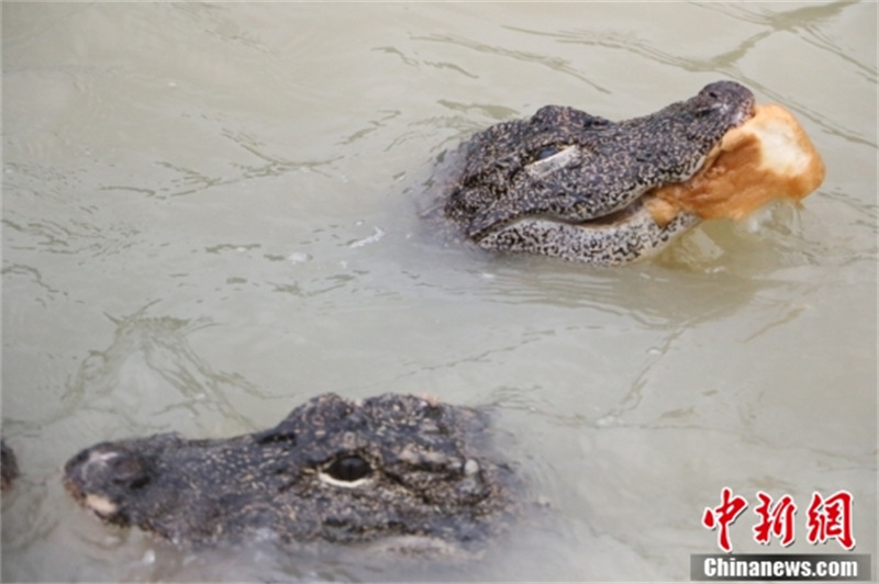 Zhejiang : à la découverte du ? village chinois des alligators ? en approchant le ? fossile vivant ? vieux de centaines de millions d'années à Huzhou