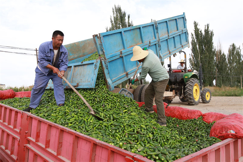 Gansu : la plantation de petits piments à Jiayuguan devient une grande industrie agricole