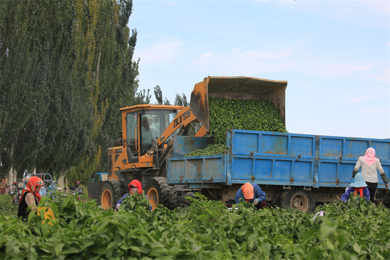 Gansu : la plantation de petits piments à Jiayuguan devient une grande industrie agricole