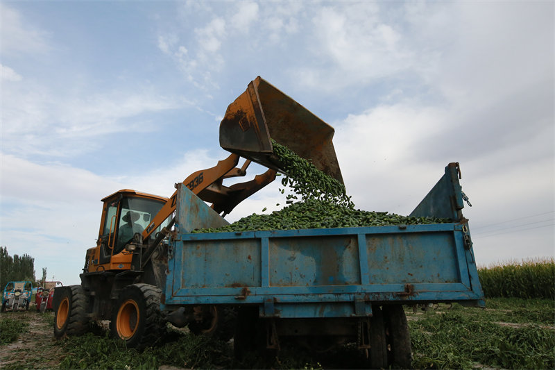 Gansu : la plantation de petits piments à Jiayuguan devient une grande industrie agricole