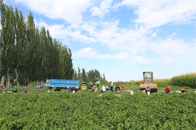 Gansu : la plantation de petits piments à Jiayuguan devient une grande industrie agricole