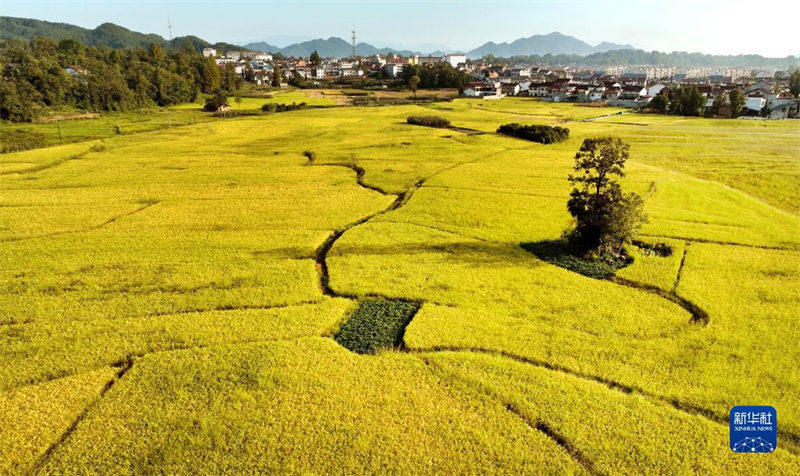 Shaanxi : la scène des rizières dorées, signe d'une récolte fructueuse